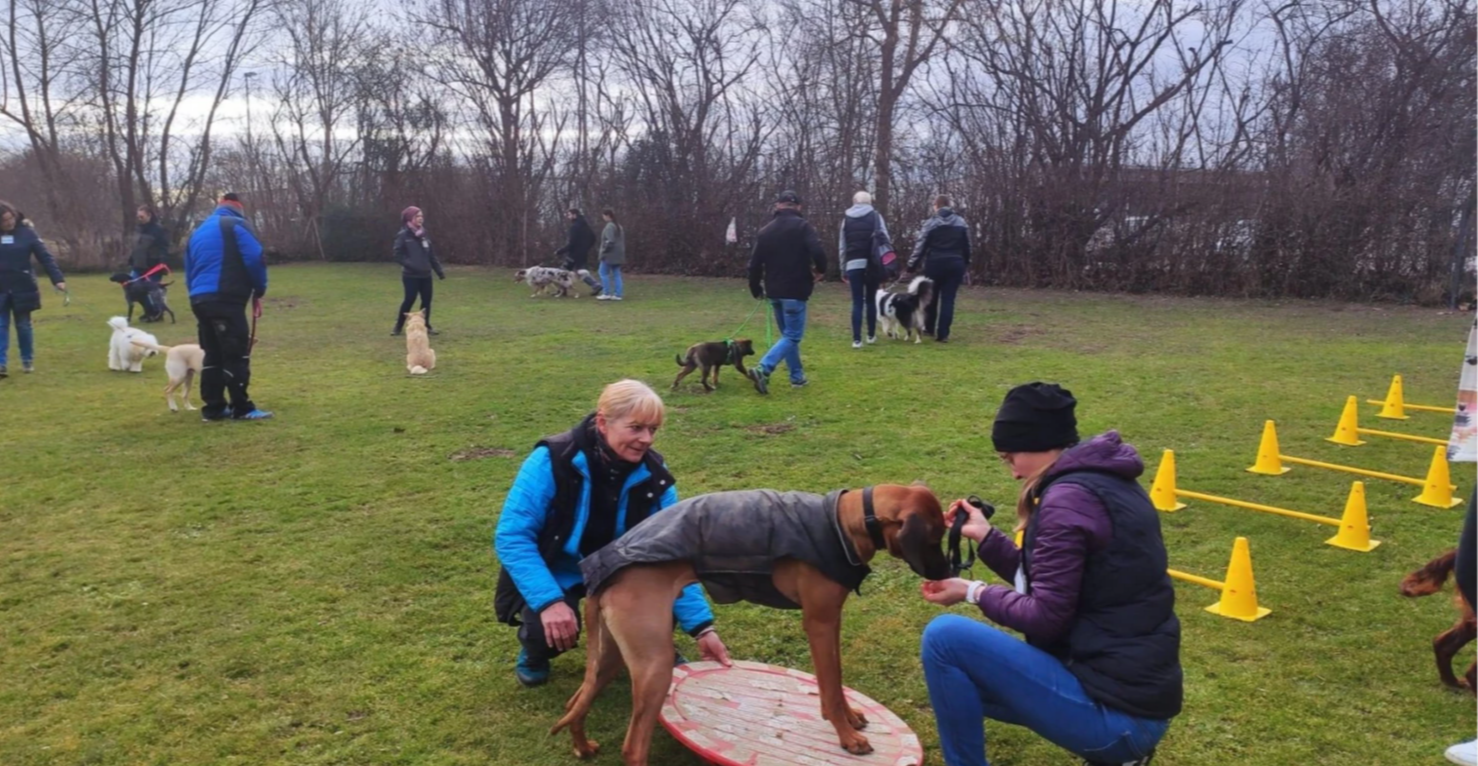 Hundeschule Kalte Schnauze