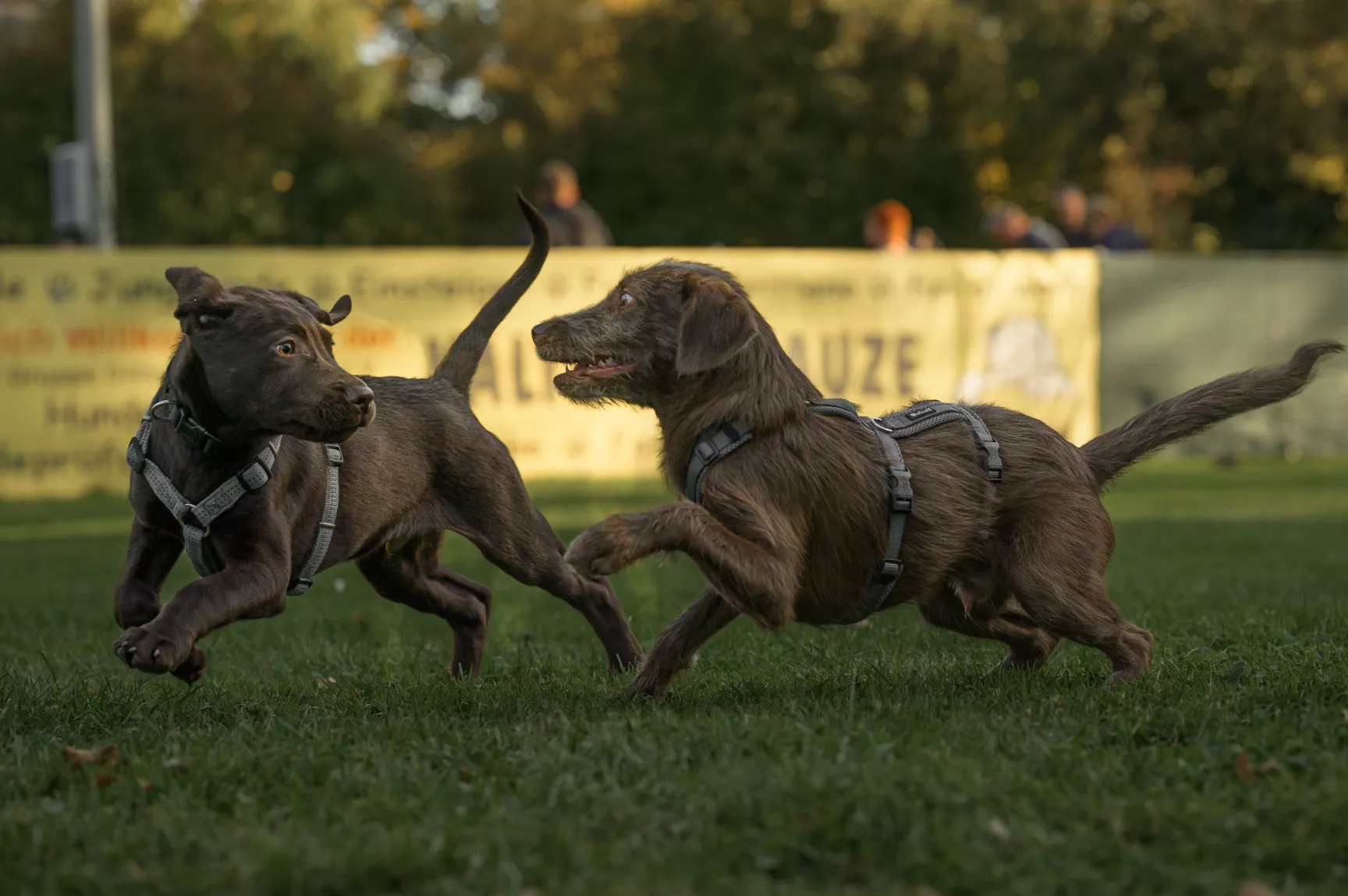 Hunde im Spiel